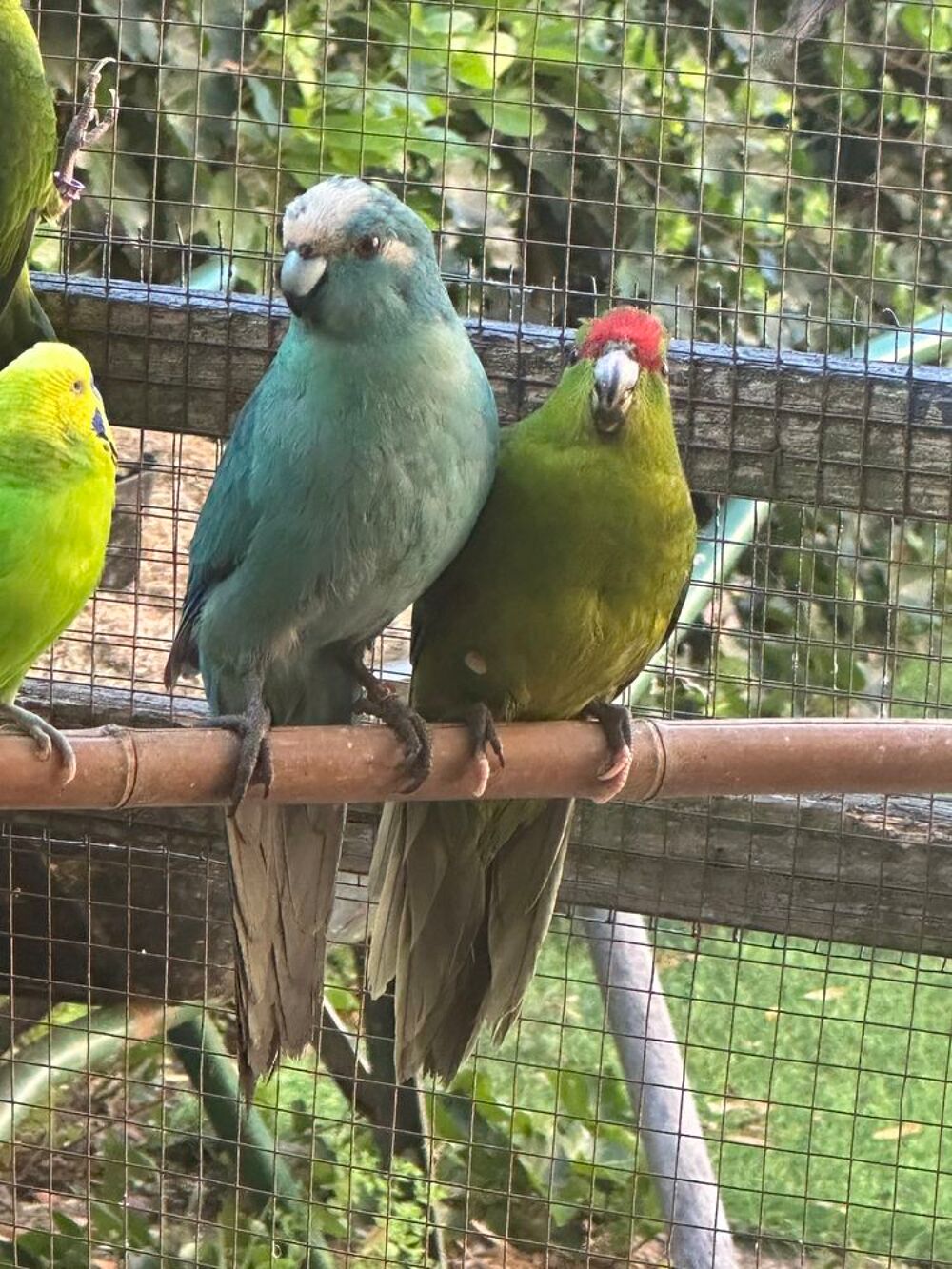   Jeune couple kakariki 