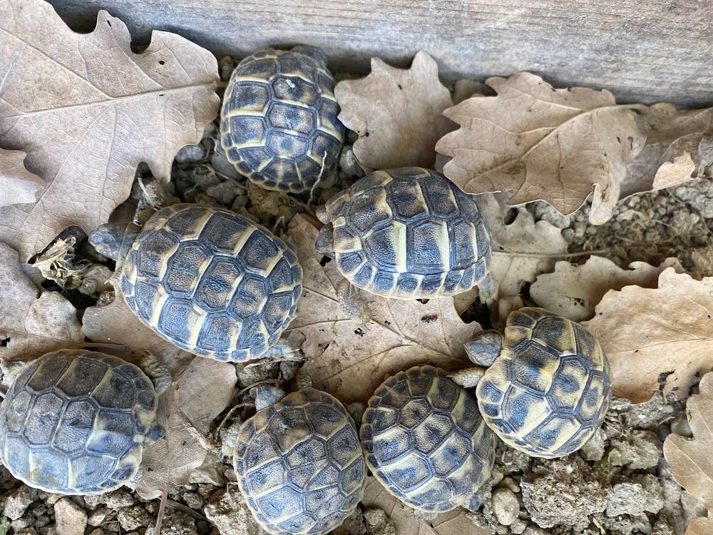   BB Tortues 