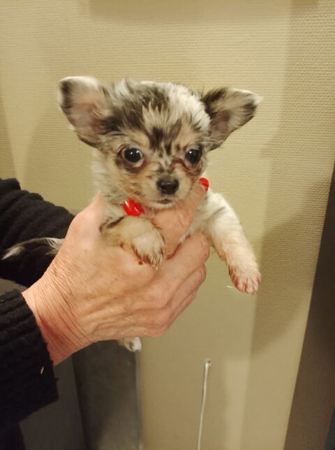 Magnifique Chihuahuas 890 69480 Lucenay