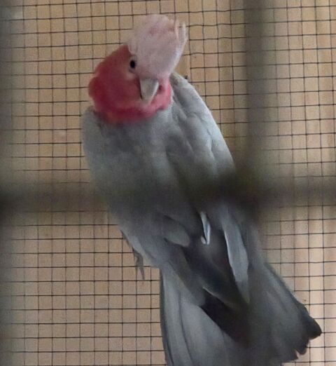 Perroquet rosalbin m&acirc;le 
650 29860 Plabennec