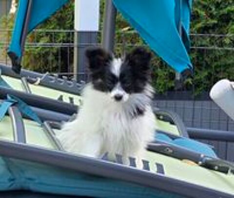  Papillon femelle à réserver  