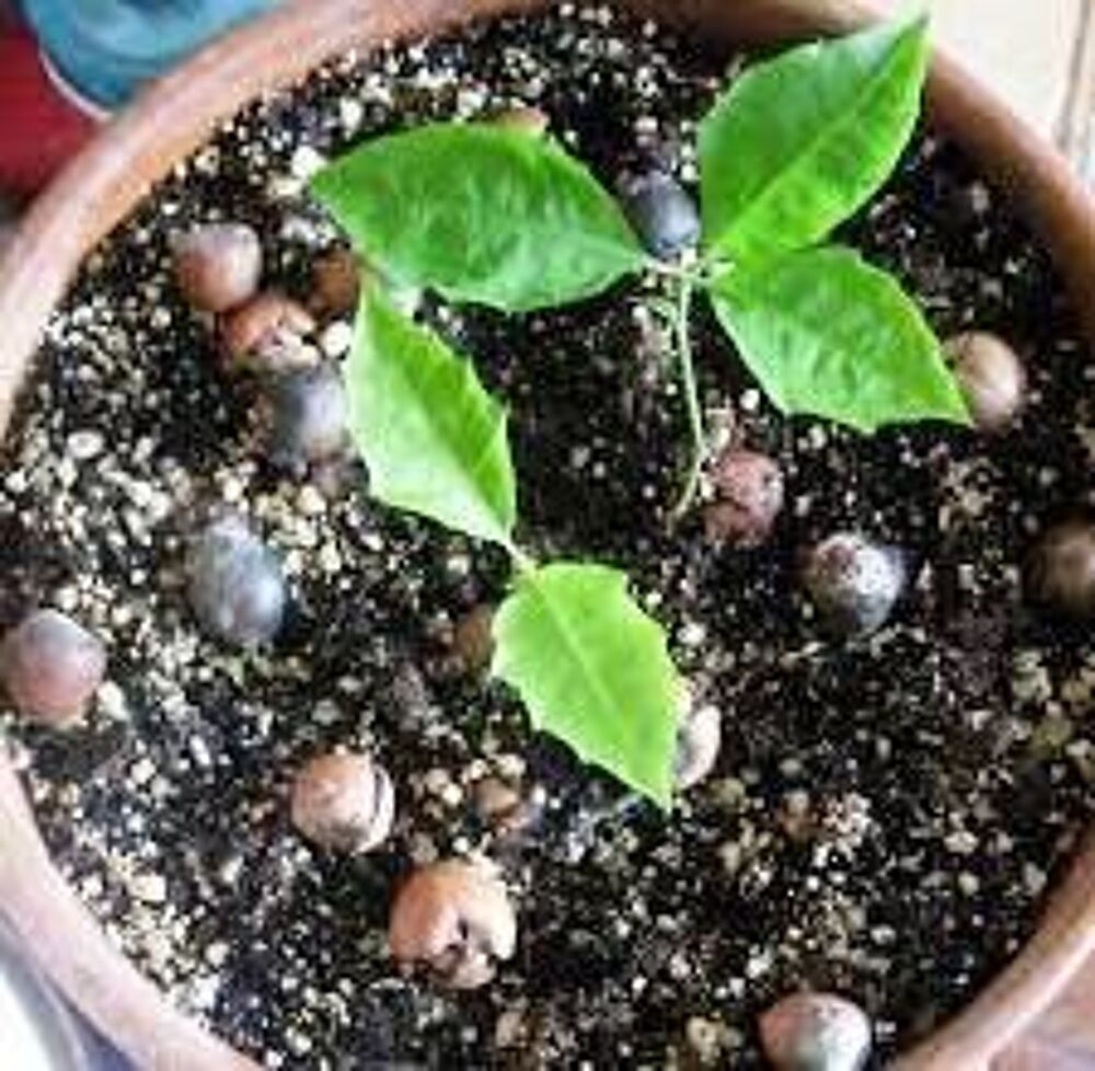 Cultivez l'Essence de la Nature : Lot de 5 Glands de Ch&ecirc;nes Jardin