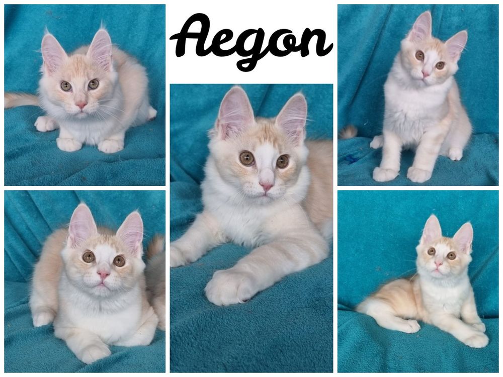   1 M�LE maines coon LOOF  