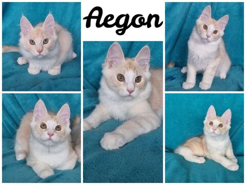 1 M&Acirc;LE maines coon LOOF 1300 93160 Noisy-le-grand