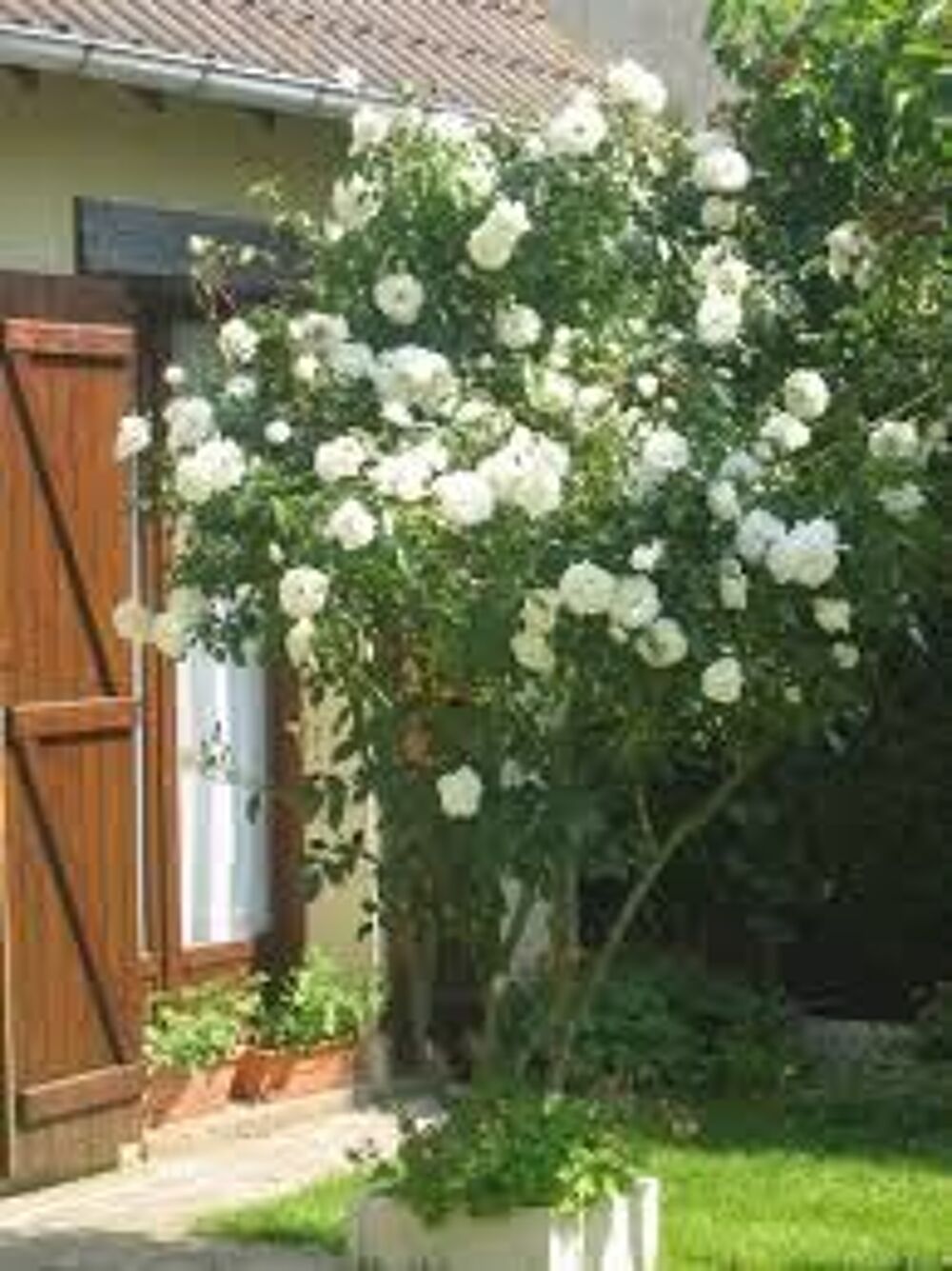 2 plants de rosier grimpant blanc Jardin
