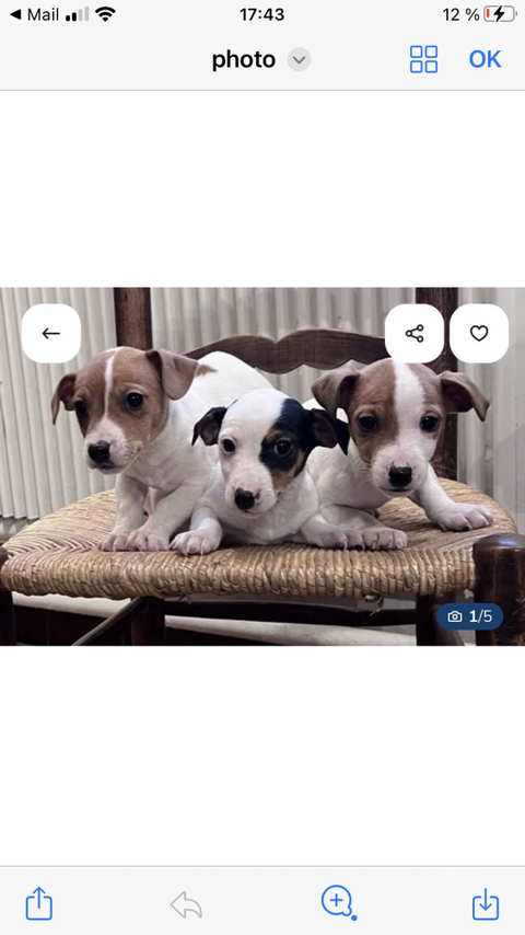 Chiots jack russell 750 76110 Grainville-ymauville
