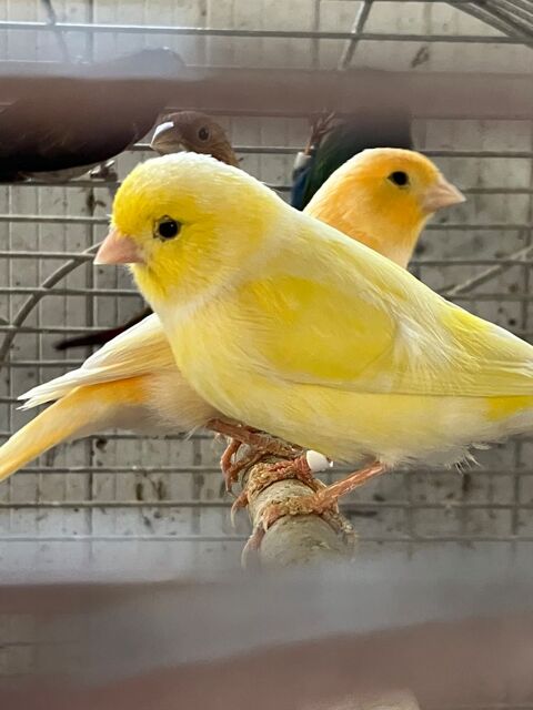 Canaris mâles et couples 18 35890 Bourg-des-comptes