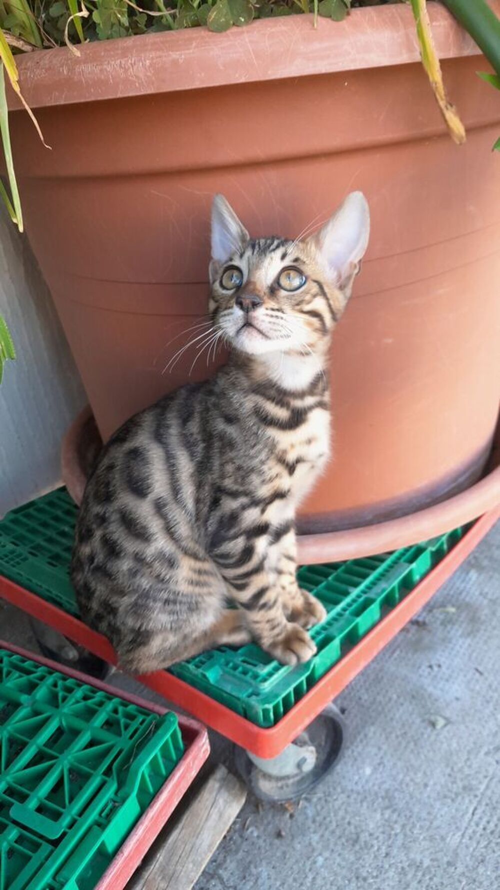   Magnifique chaton bengal  