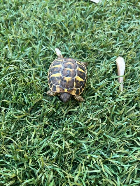 Tortue de terre juv&eacute;nile 40 34000 Montpellier