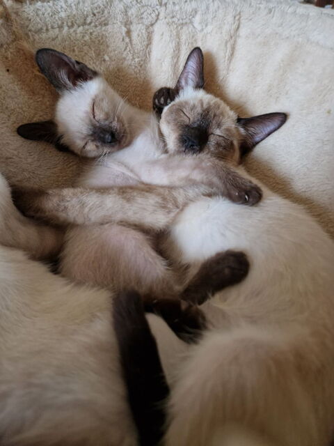ventes de chats siamois 600 94700 Maisons-alfort