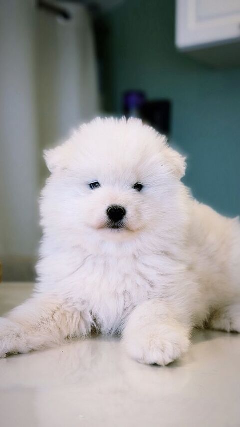 🐻‍❄️🤍 Chiots Samoy&egrave;de LOF type ours (parents test&eacute;s sant&eacute; 🧬🩺) � lign&eacute;e sib&eacute;rienne prestigieuse 1990 66450 Pollestres