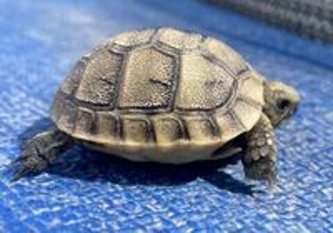   Bébé+tortue+Testudo+graeca+ibera+ 