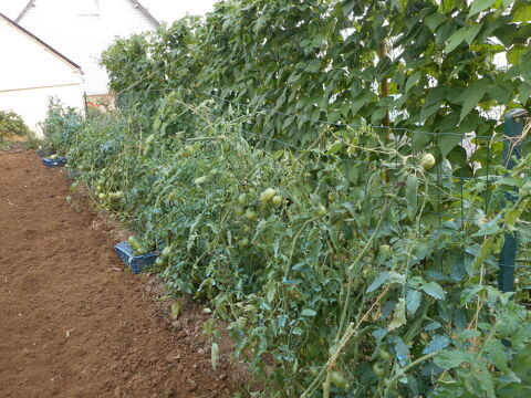 Tomates Mortain (50)