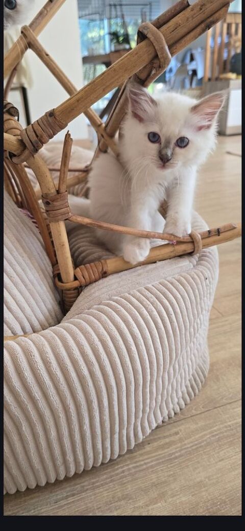 2 Chatons sacr&eacute; de birmanie (27) 800 27640 Villiers-en-désœuvre