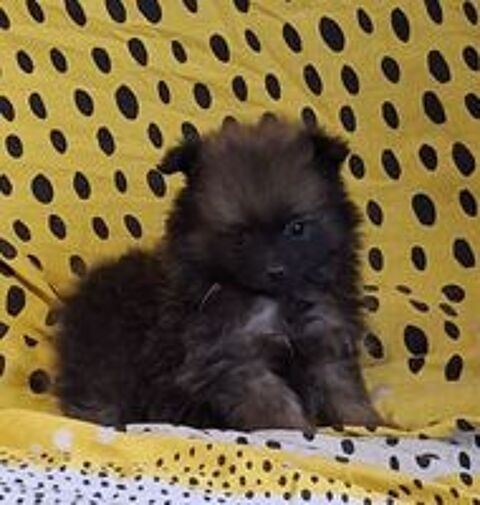   chiots spitz non lof 