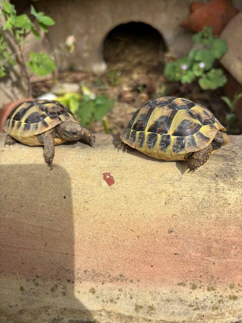 2 tortues juv&eacute;niles 50 30230 Bouillargues