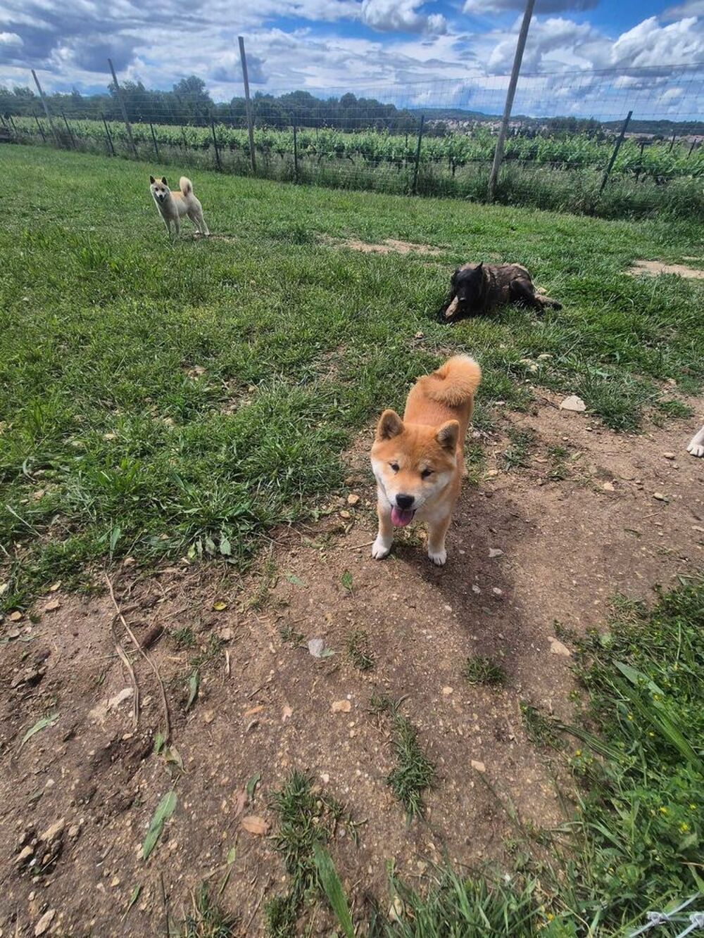   Chiot Shiba Inu 