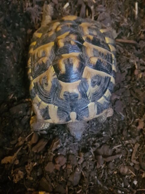 Tortue terrestre femelle terre 250 06000 Nice