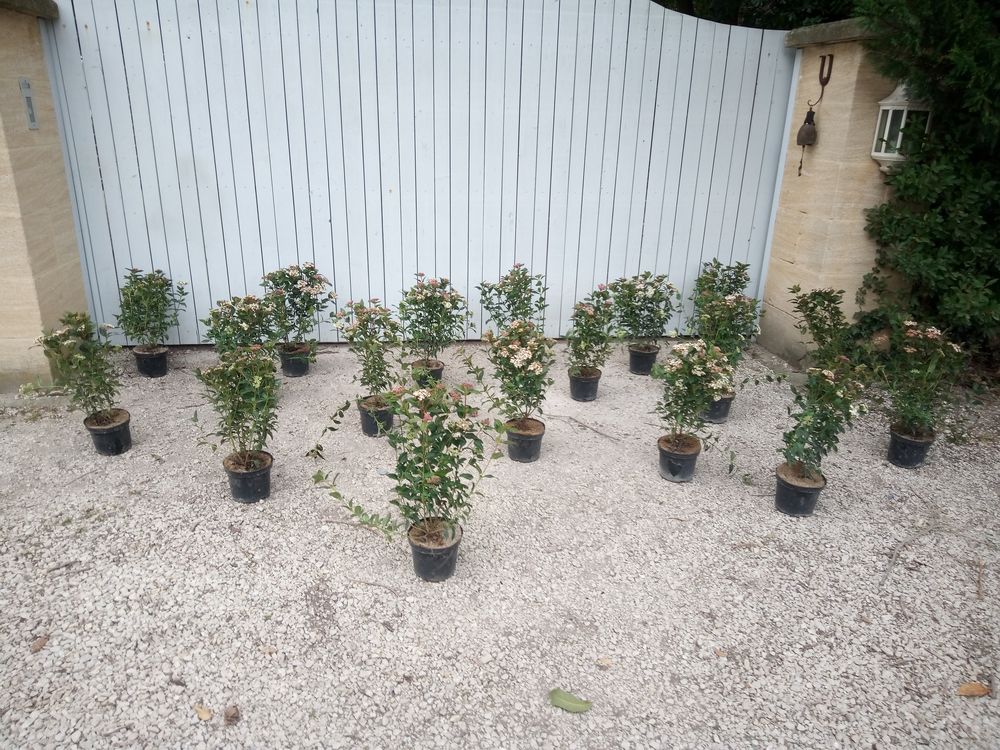 Arbuste de haie Laurier Tin en container 3 litres Jardin