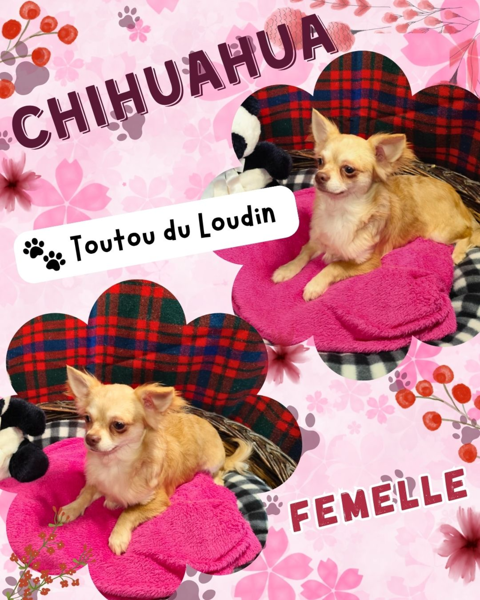 Chiot chihuahua femelle poils longs 600 18140 Pr�cy