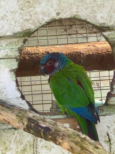 Pyrrhura Conure Emma 150 33480 Listrac-m�doc
