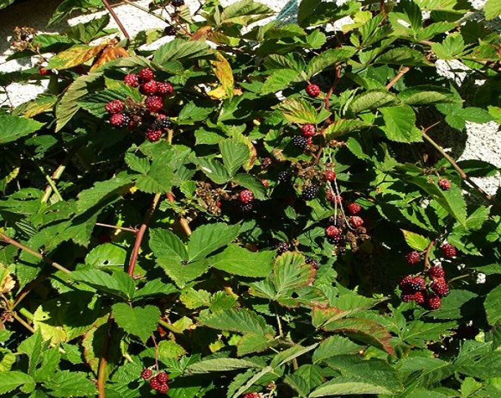 murier sans epines et autres Jardin