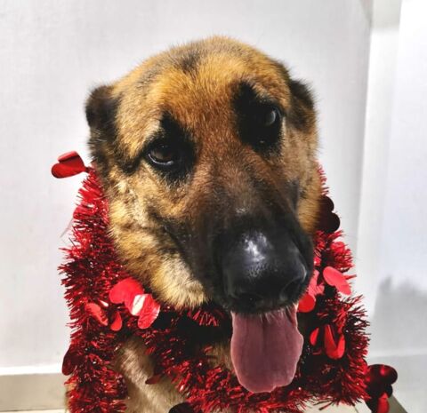 HADA 320 27620 Gasny