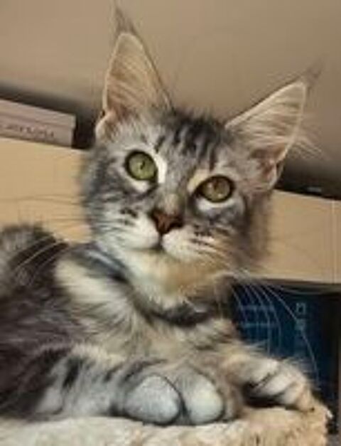   2 femelles Maine Coon Loof, LIVRAISON  