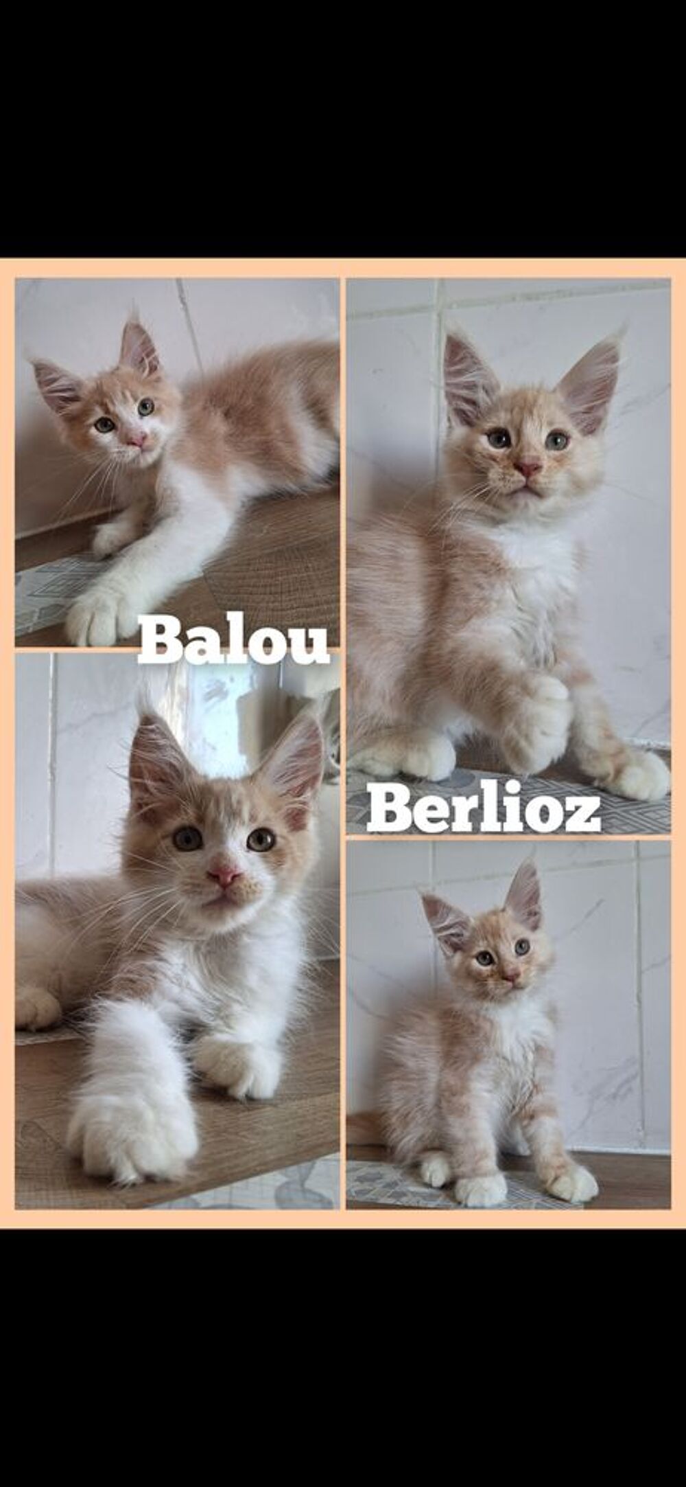   Maine Coon LOOF disponibles immédiatement  
