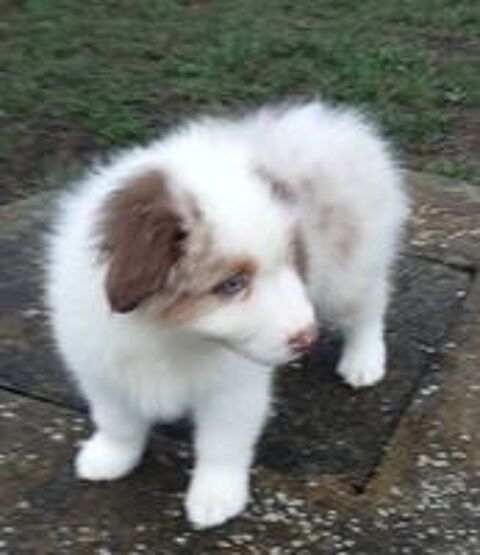   BERGER AUSTRALIEN CHIOT LOF 