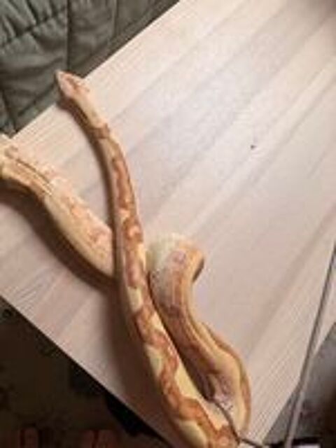   Boa imperator VPI Sunglow jungle mâle NC 2020 