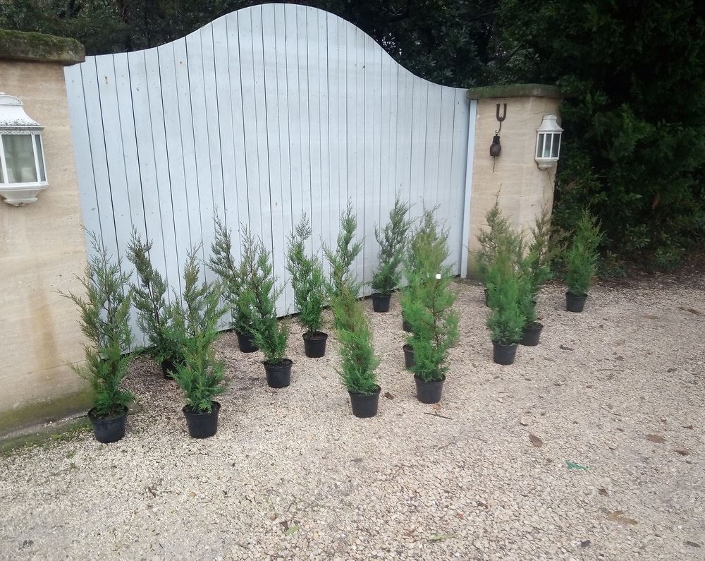 Cypr&egrave;s de Leyland greff&eacute; en container 3 litres Jardin