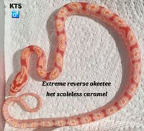   Pantherophis guttatus okeetee het scaleless  