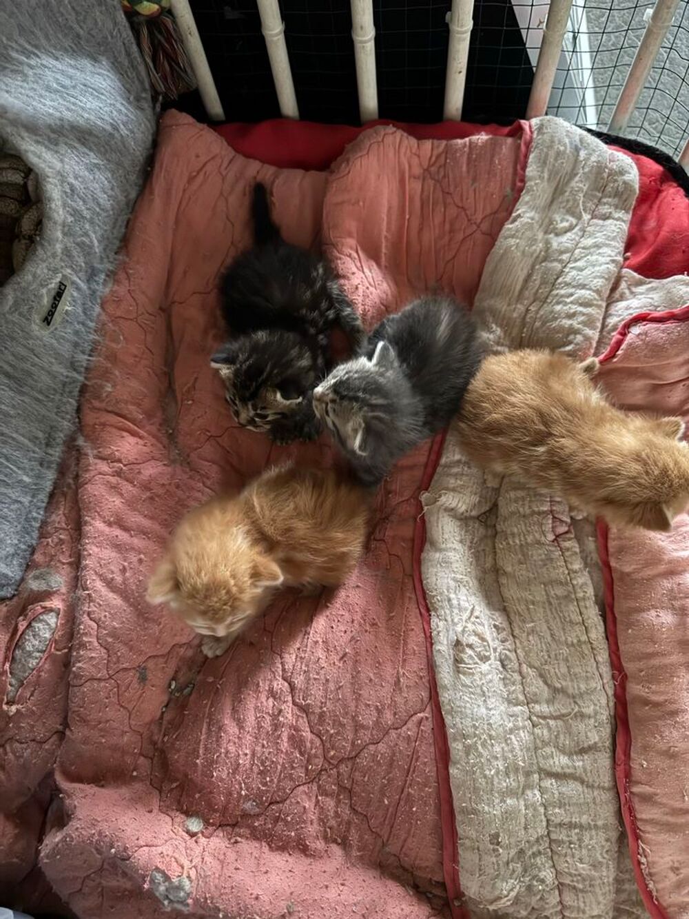 chatons Vêtements enfants