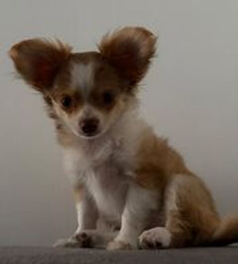   chiot chihuahua poils long  male fauve 850€
Non lof 