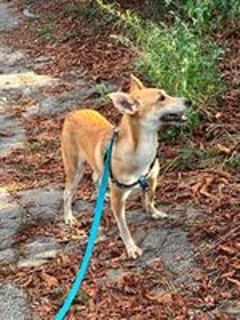   A L'ADOPTION STASIA SE TROUVE EN REFUGE UKRAINE 