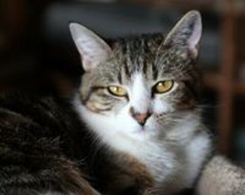 ESPOIR FEMELLE SENIOR TIGRE BLANC 10 ANS 1/2 145 92260 Fontenay-aux-roses