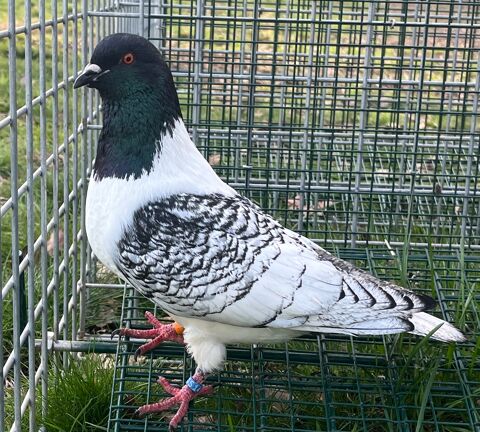 Pigeon Strasser de Moravie 15 24380 Fouleix