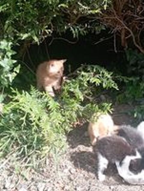   Chatons  