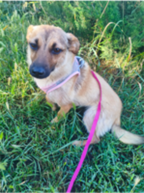  A L'ADOPTION MIA 