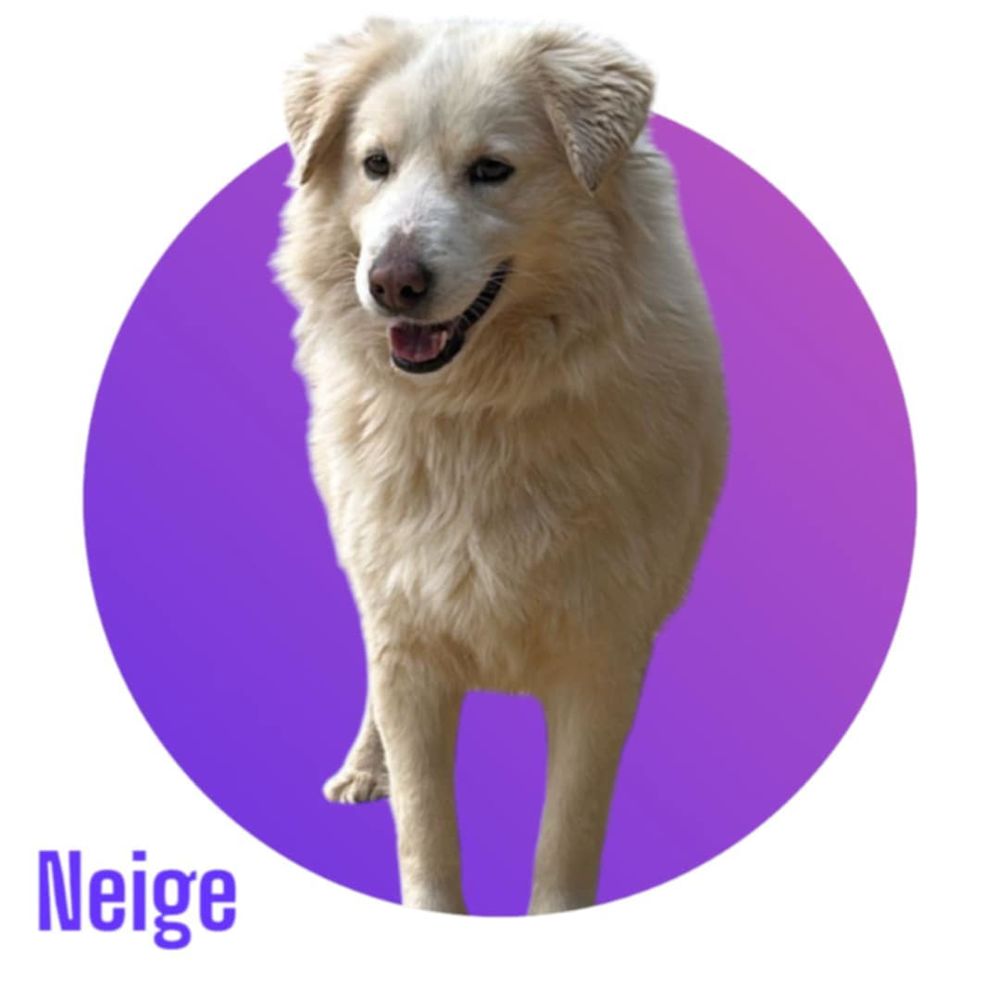   Magnifique et adorable NEIGE, 6 ans estimés, 28 kg, à l'adoption 💖 