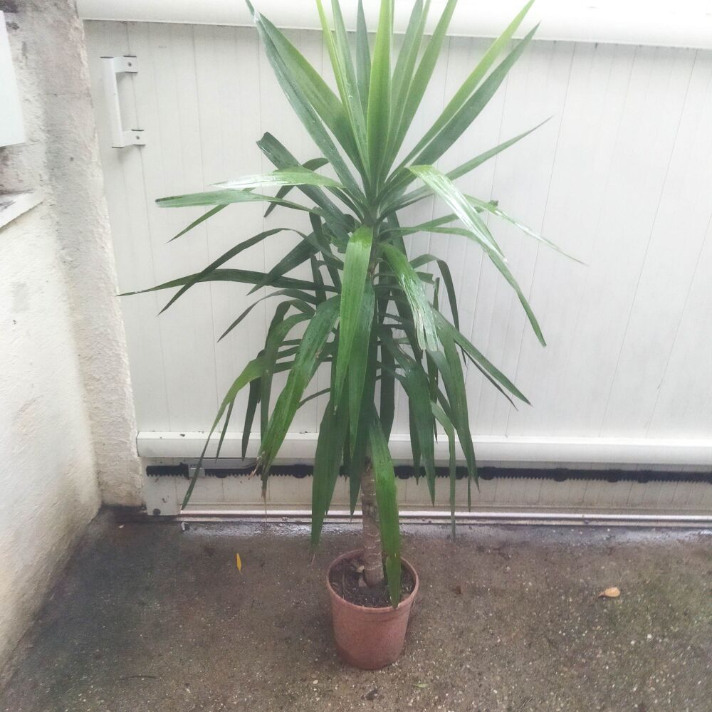 Yucca 1 pied hauteur 170 cm Jardin