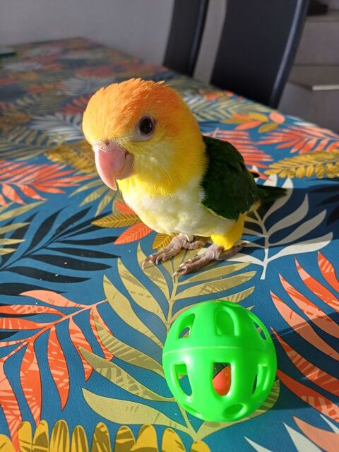 Ca&iuml;que a t&ecirc;te orange 600 68270 Wittenheim