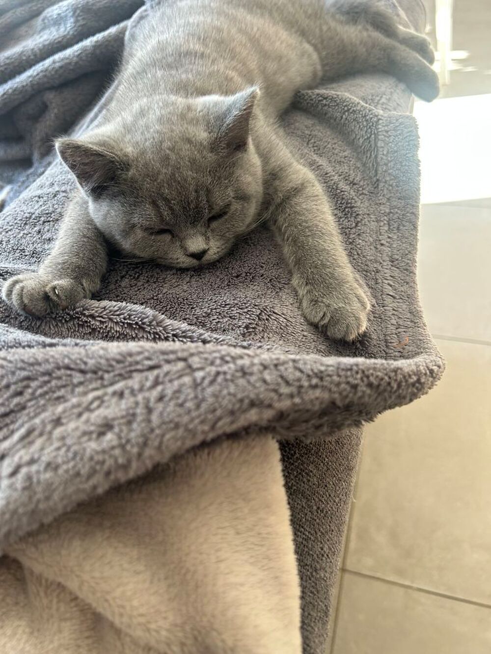   Chaton british shorthair loof 