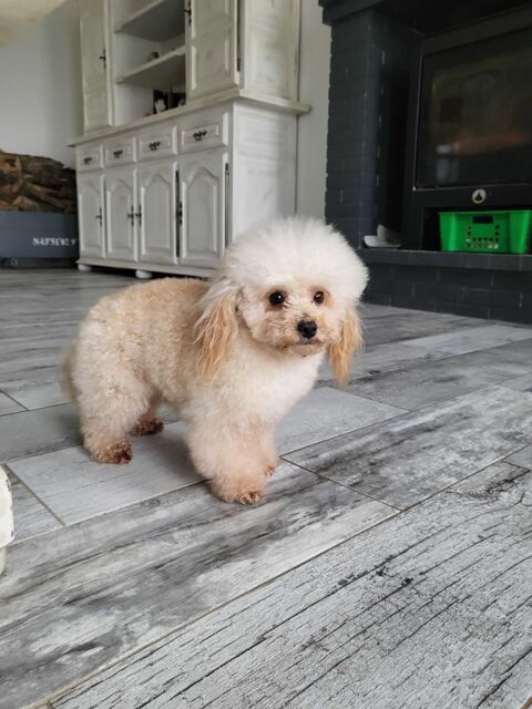 Chien m&acirc;le caniche petit toy champagne 2000 86430 Luchapt