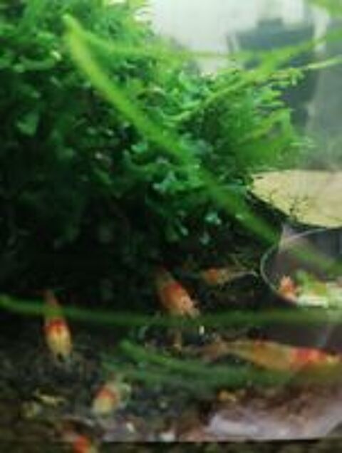  Red Ghost Hollow Eyes pour aquarium  