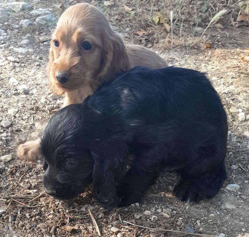   Chiots Cocker Anglais  