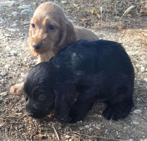 Chiots Cocker Anglais 1200 46300 Gourdon