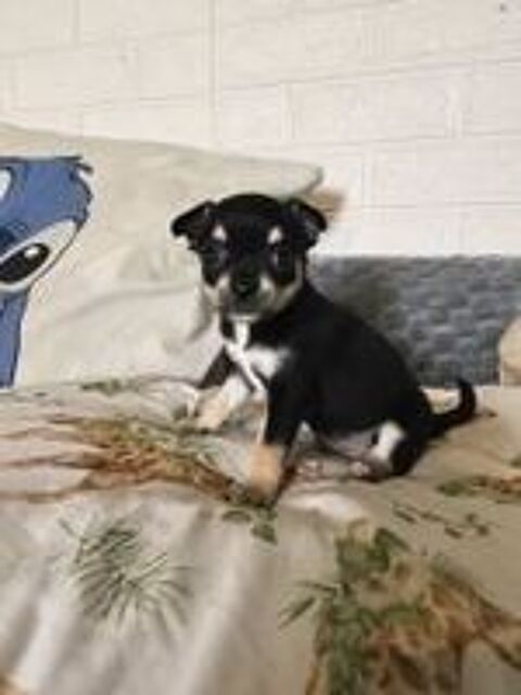   chihuahua 