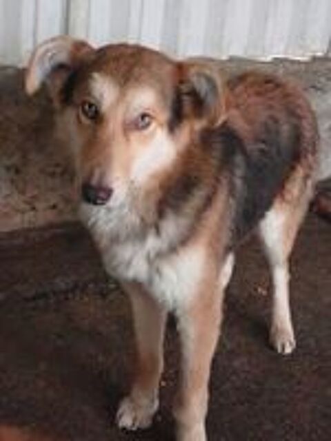   Hooper à l'adoption 